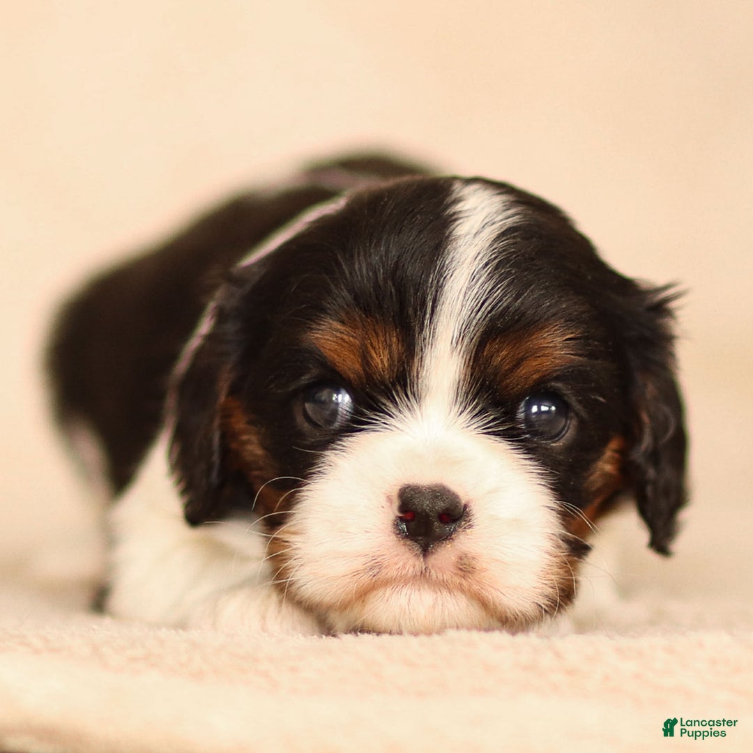 Cavalier King Charles Spaniel dogs for sale: Cassian - Ad 16