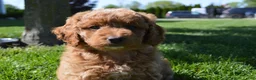Mini Goldendoodle dogs for sale: Mimi - Ad 7