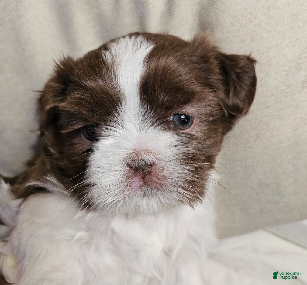 Shih Tzu dogs Yogi - Ad 19