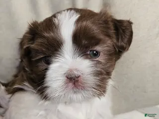 Shih Tzu dogs Yogi - Ad 19