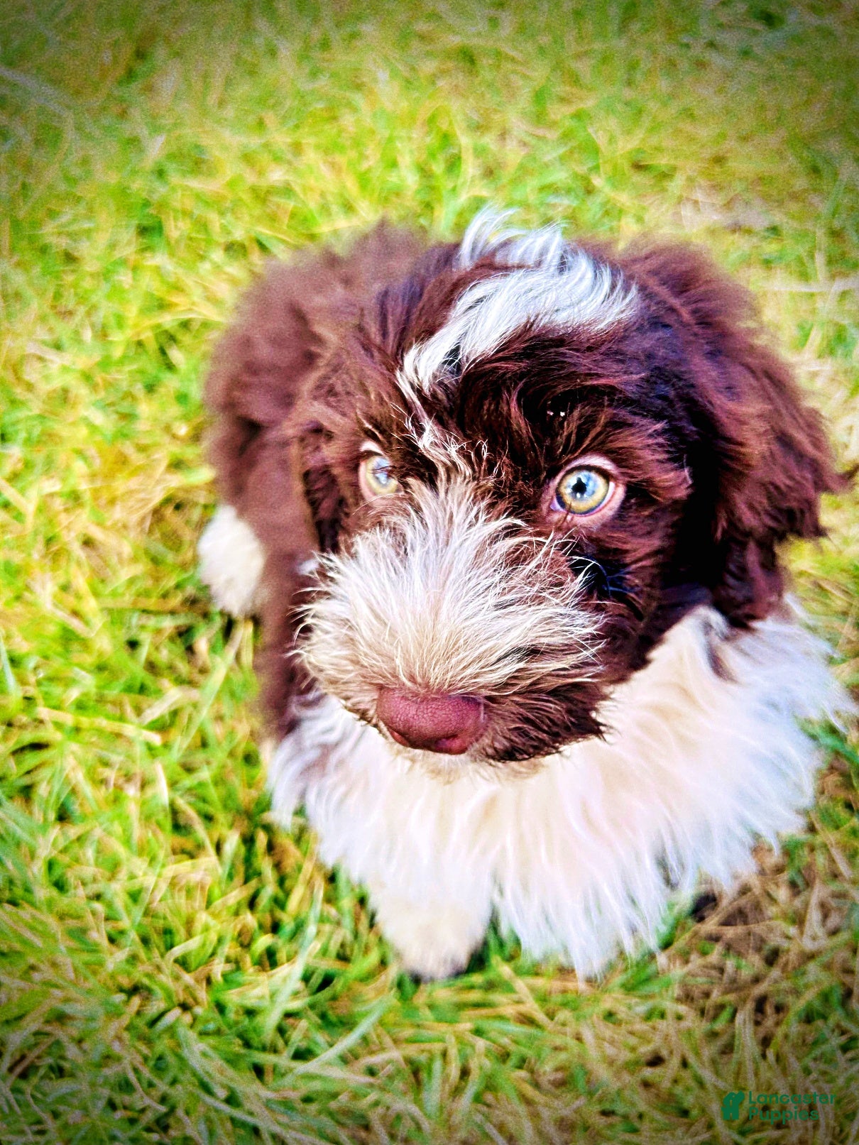 Havapoo dogs Pilot - Ad 14