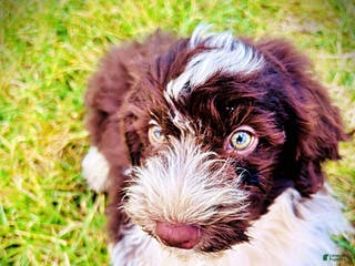 Havapoo dogs Pilot - Ad 12