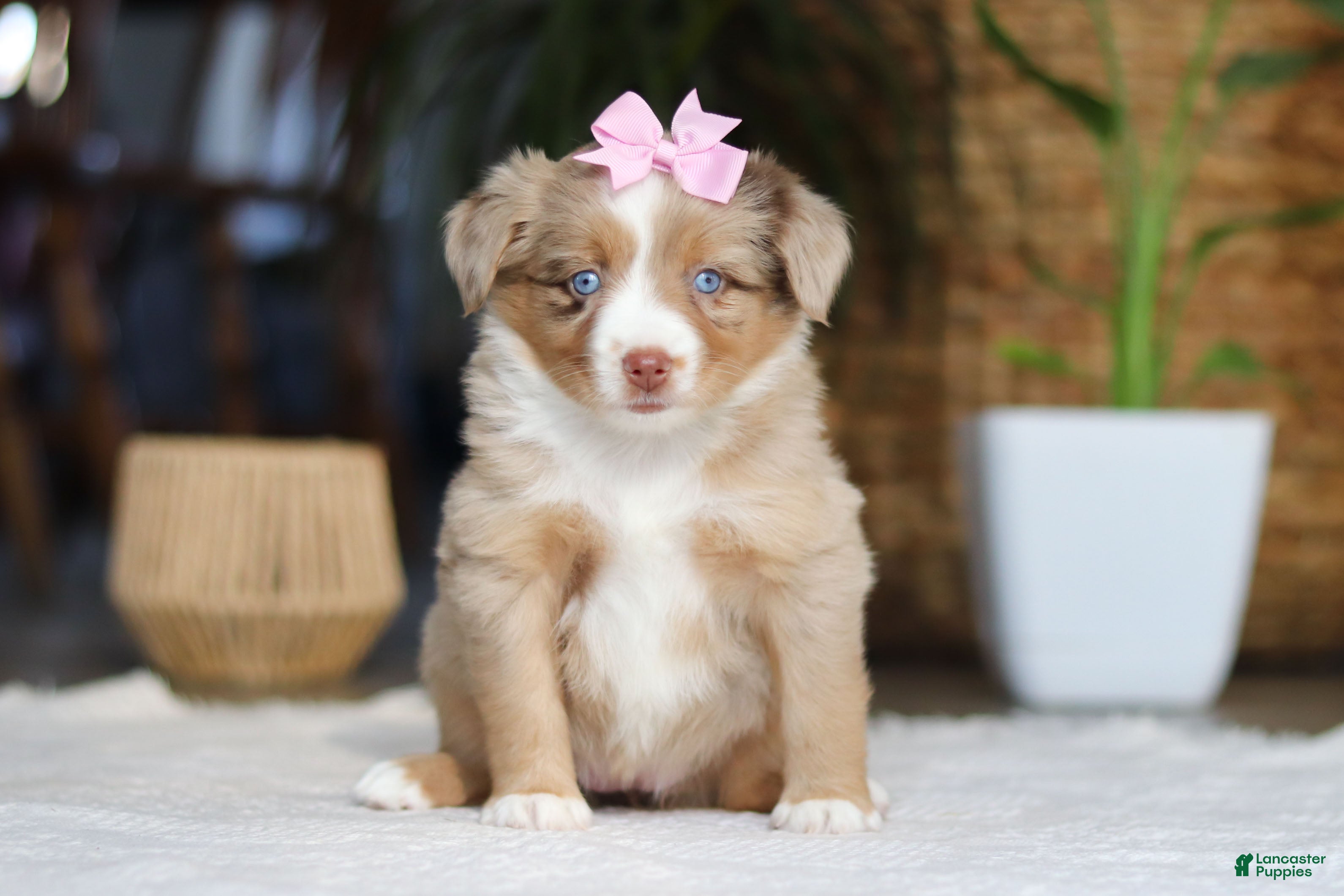 Australian Shepherd dogs Juniper - Ad 1