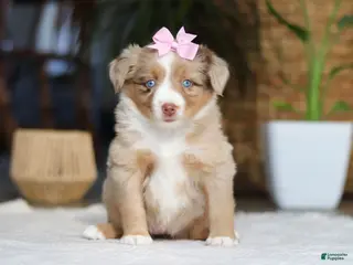 Australian Shepherd dogs for sale: Juniper - Ad 3