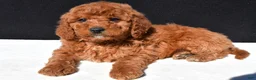 Mini Goldendoodle dogs for sale: Alex - Ad 4