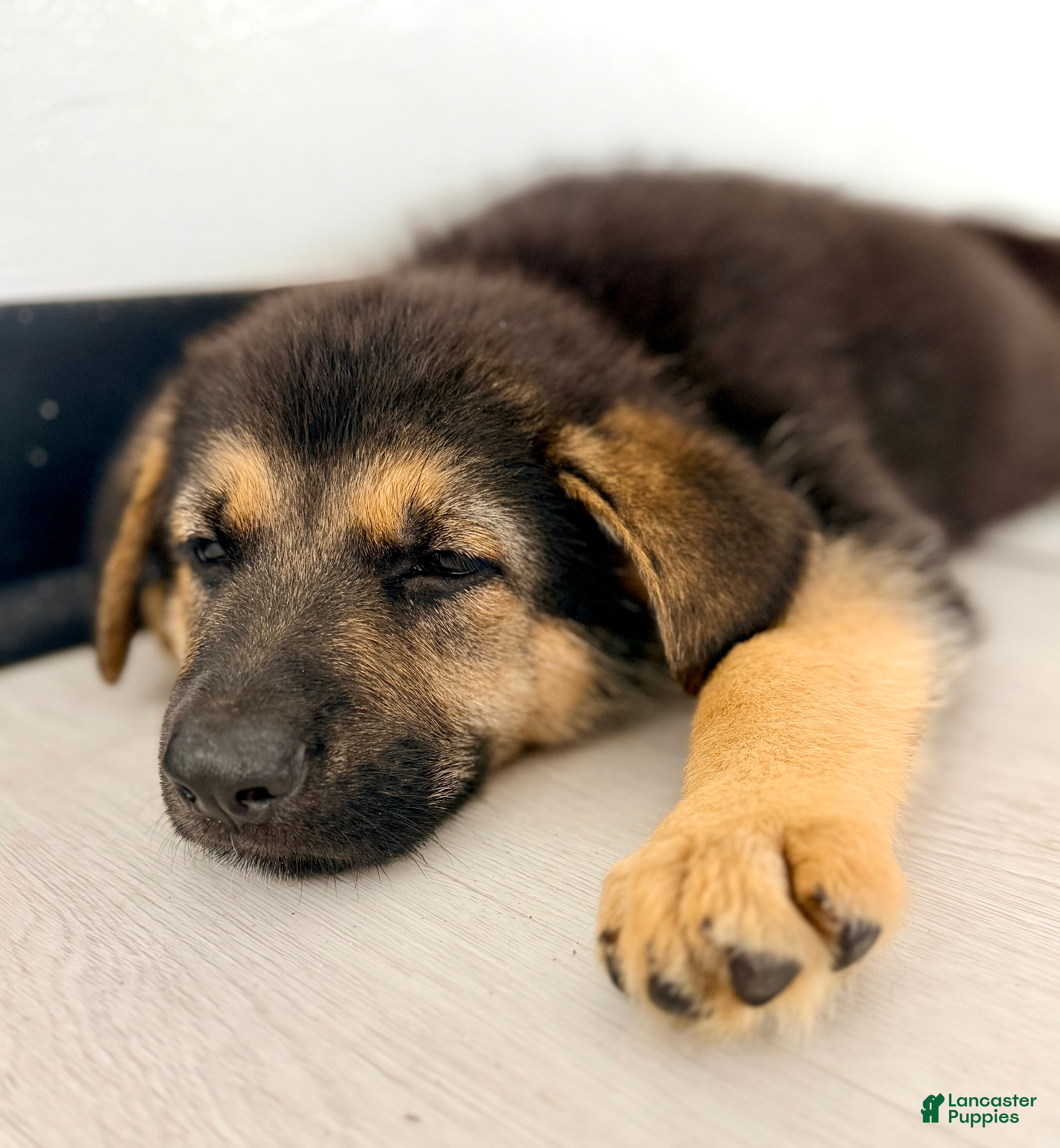 German Shepherd dogs Diesel - Ad 17