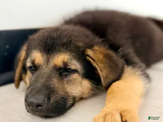 German Shepherd dogs Diesel - Ad 17