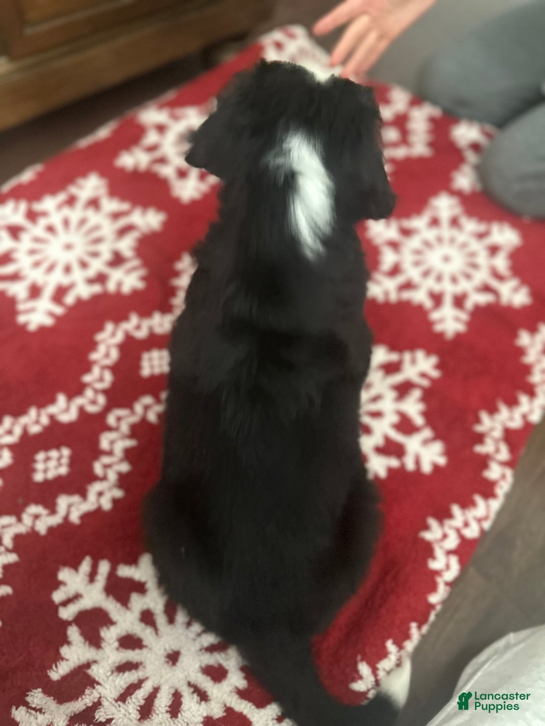 Bernese Mountain Dog dogs for sale: Harry - Ad 2