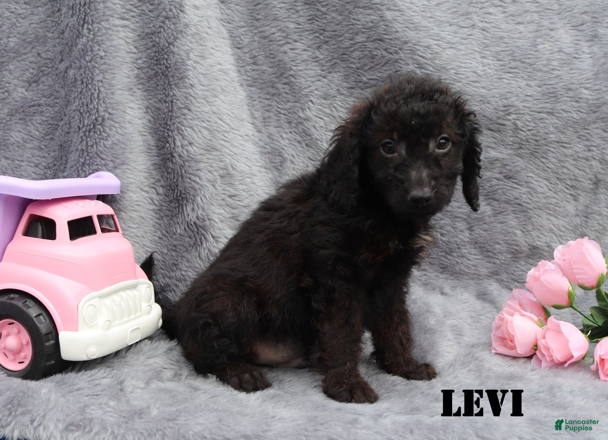 Mini Goldendoodle dogs for sale: Levi - Ad 6