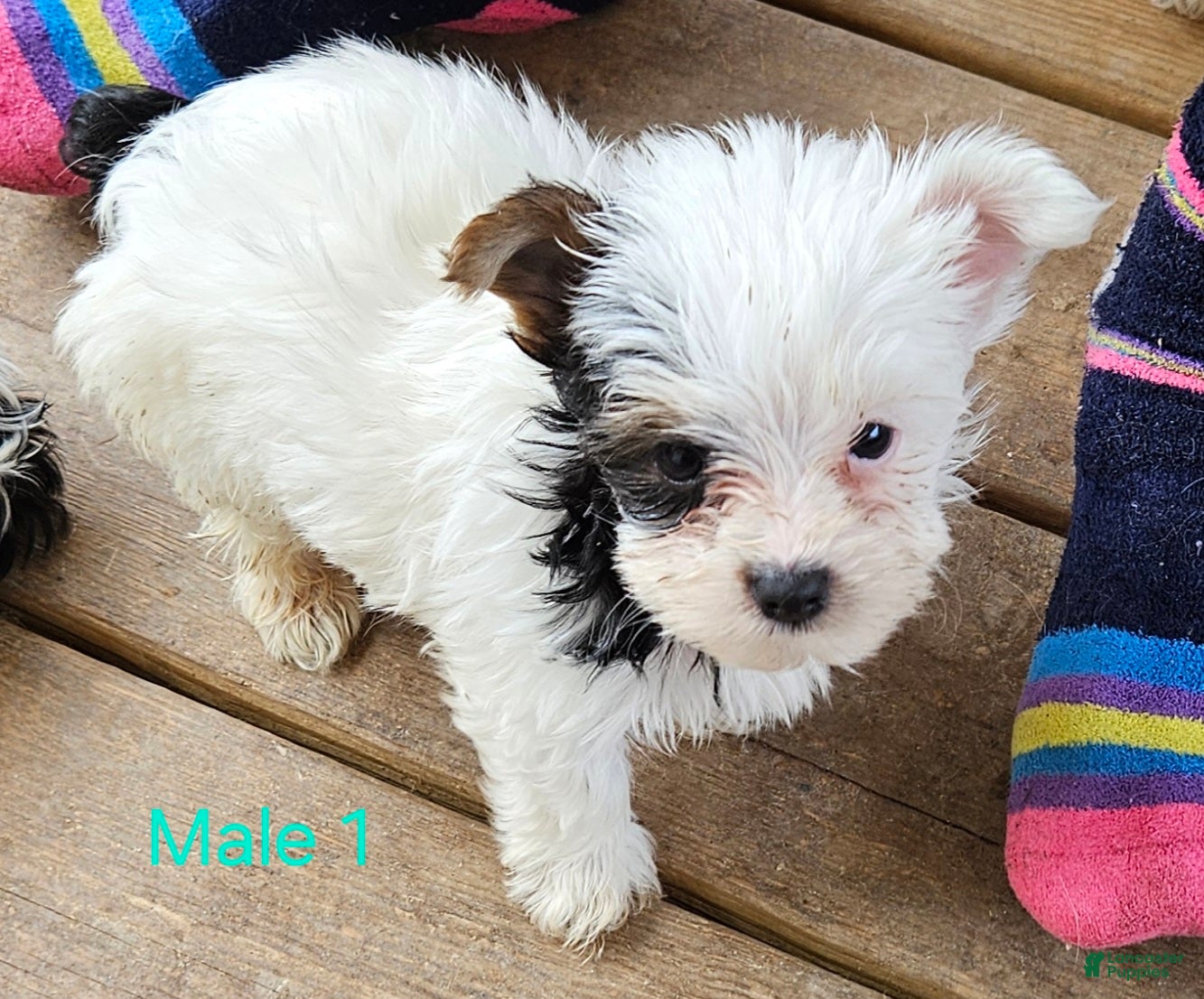 Yorkshire Terrier dogs Willie - Ad 2