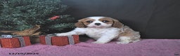 Cavalier King Charles Spaniel dogs for sale: Jenna CHAMPION BLOODLINES - Ad 2
