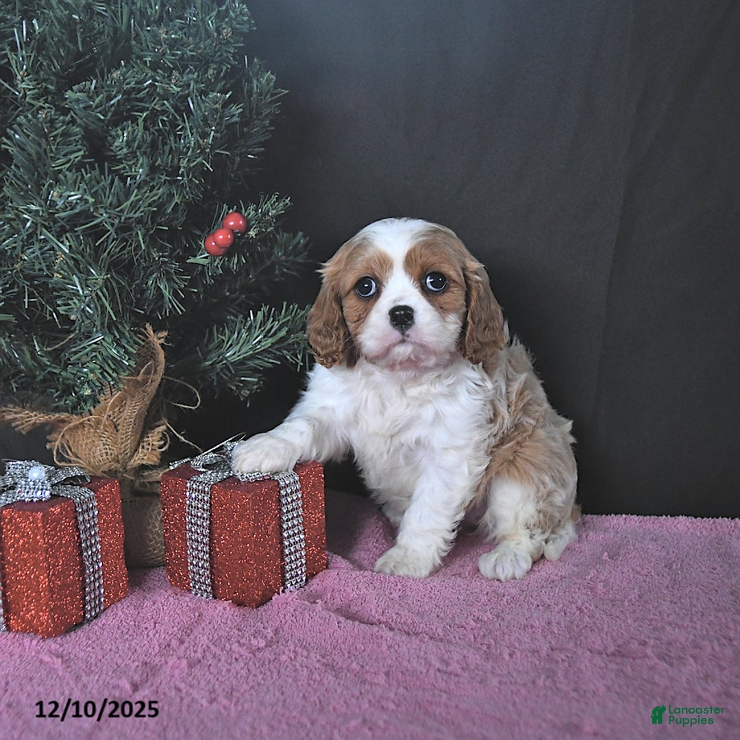 Cavalier King Charles Spaniel dogs for sale: Jenna CHAMPION BLOODLINES - Ad 2