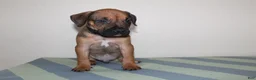 American Bully dogs for sale: American Bully 1 - Ad 2
