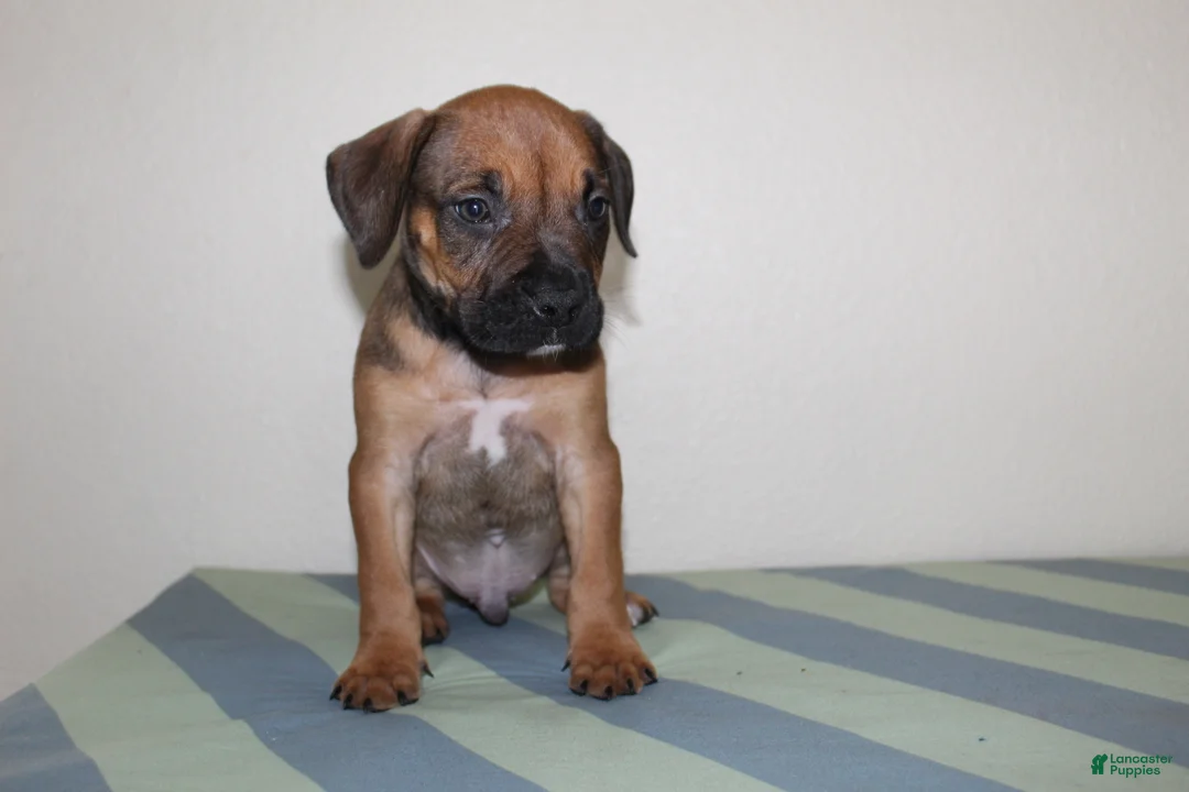 American Bully dogs for sale: American Bully 1 - Ad 2