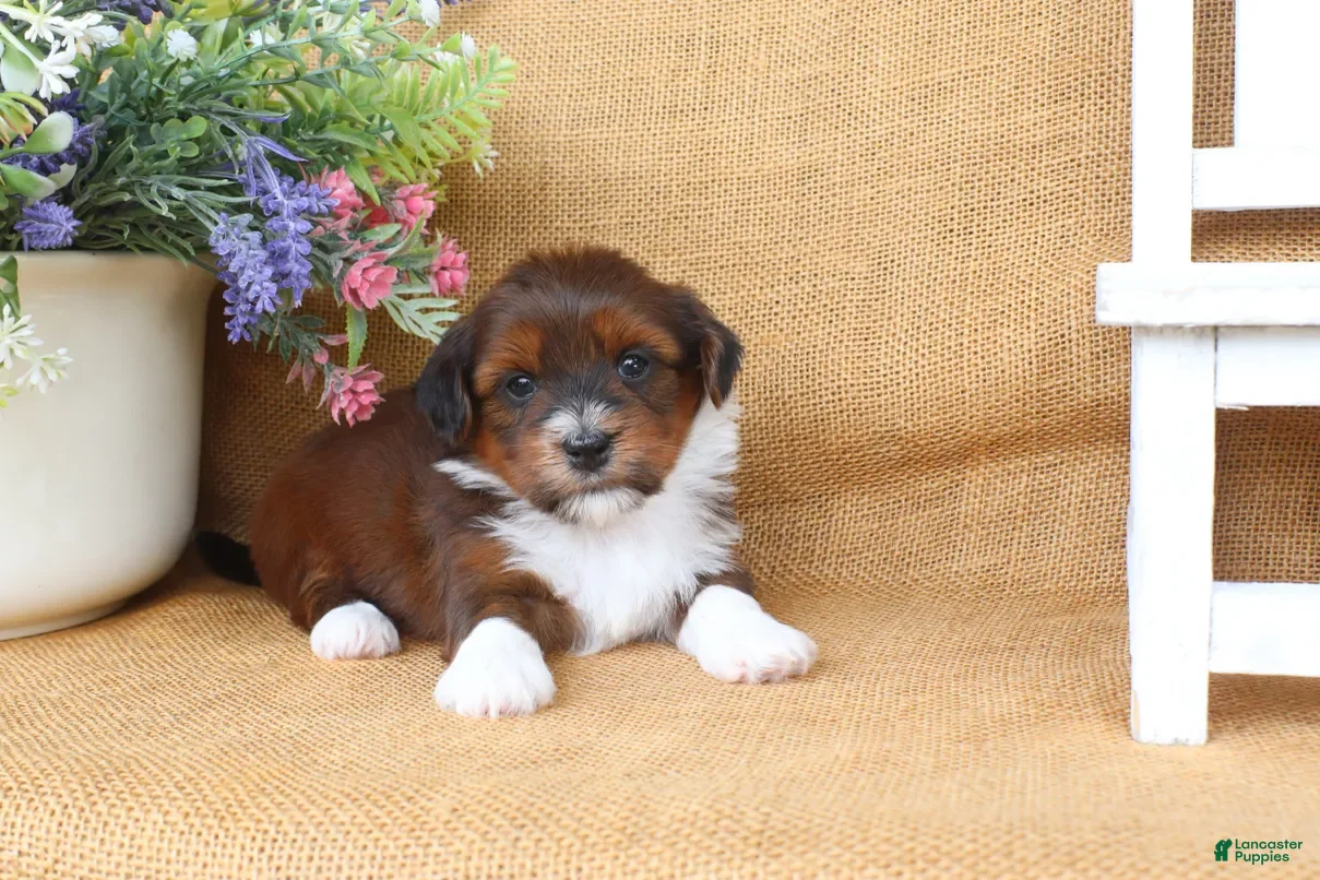 Havanese dogs Harlow - Ad 2