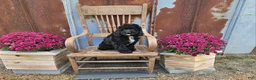 Cavapoo dogs for sale: F1 Poseidon - Ad 3