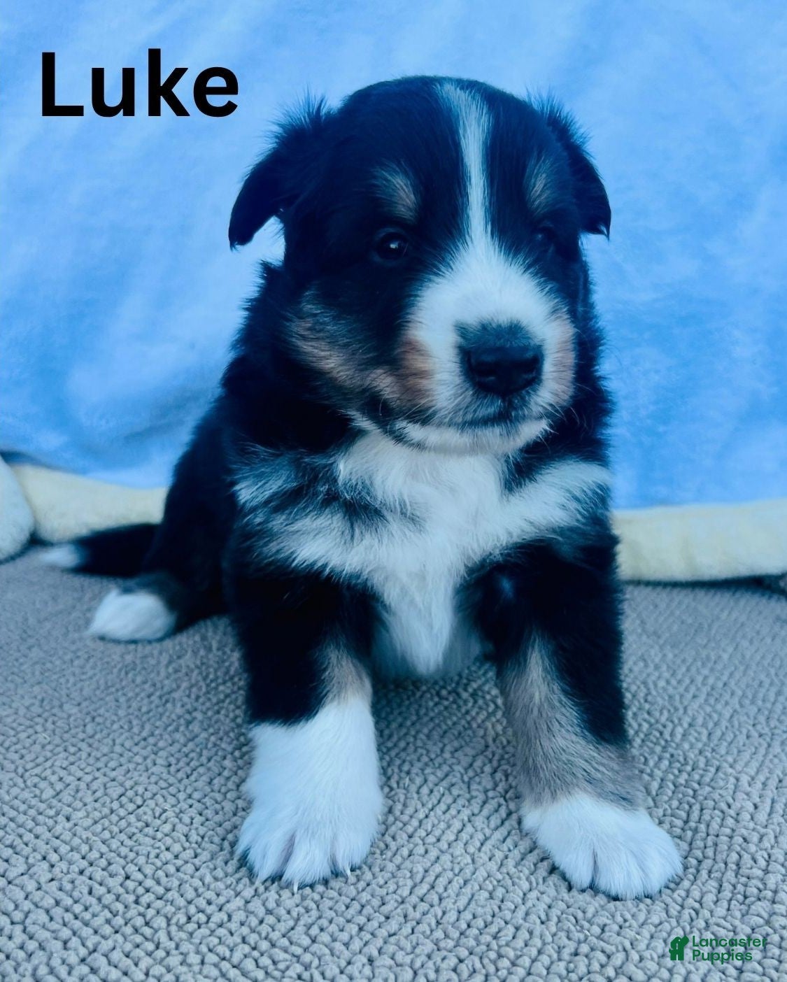 Luke (Shetland Sheepdog, Male) in James Creek, PA
