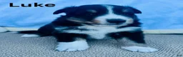 Shetland Sheepdog dogs for sale: Luke - Ad 1