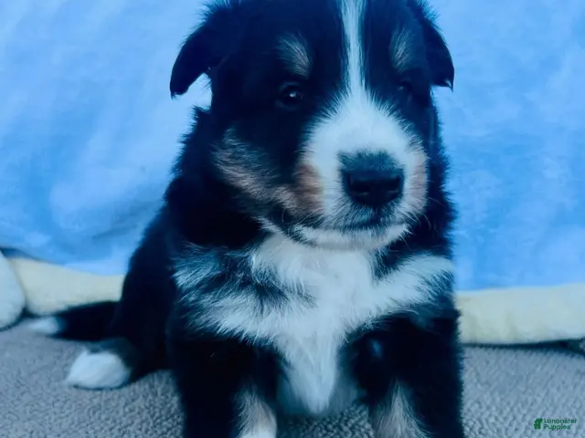 Shetland Sheepdog dogs for sale: Luke - Ad 18