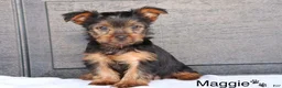Yorkshire Terrier dogs for sale: Maggie - Ad 1