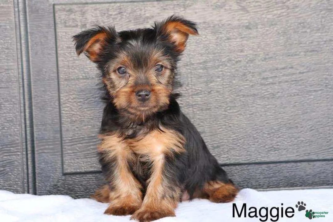 Yorkshire Terrier dogs for sale: Maggie - Ad 1