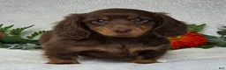Miniature Dachshund dogs for sale: Joash - Ad 2