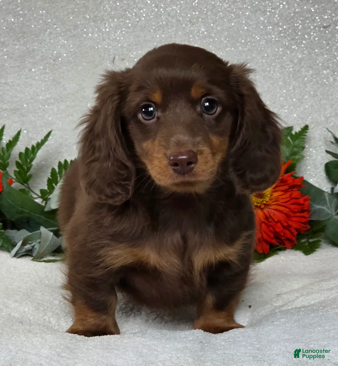 Miniature Dachshund dogs for sale: Joash - Ad 2