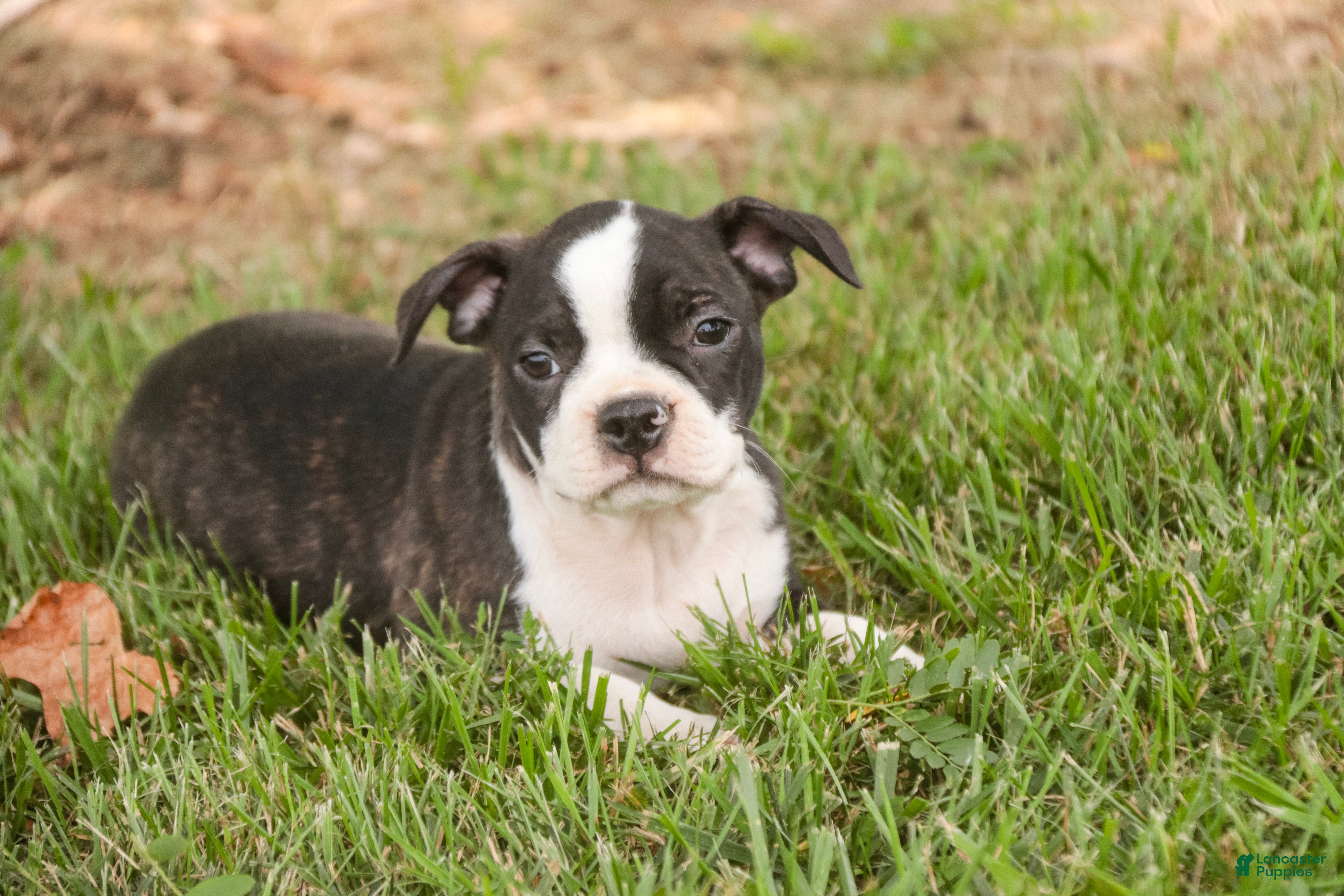 Boston Terrier dogs Bruce Boston Terrier  - Ad 2