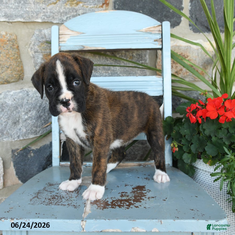 Boxer dogs Bella   - Ad 2