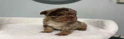 French Bulldog dogs for sale: French Bulldog 1 - Ad 7