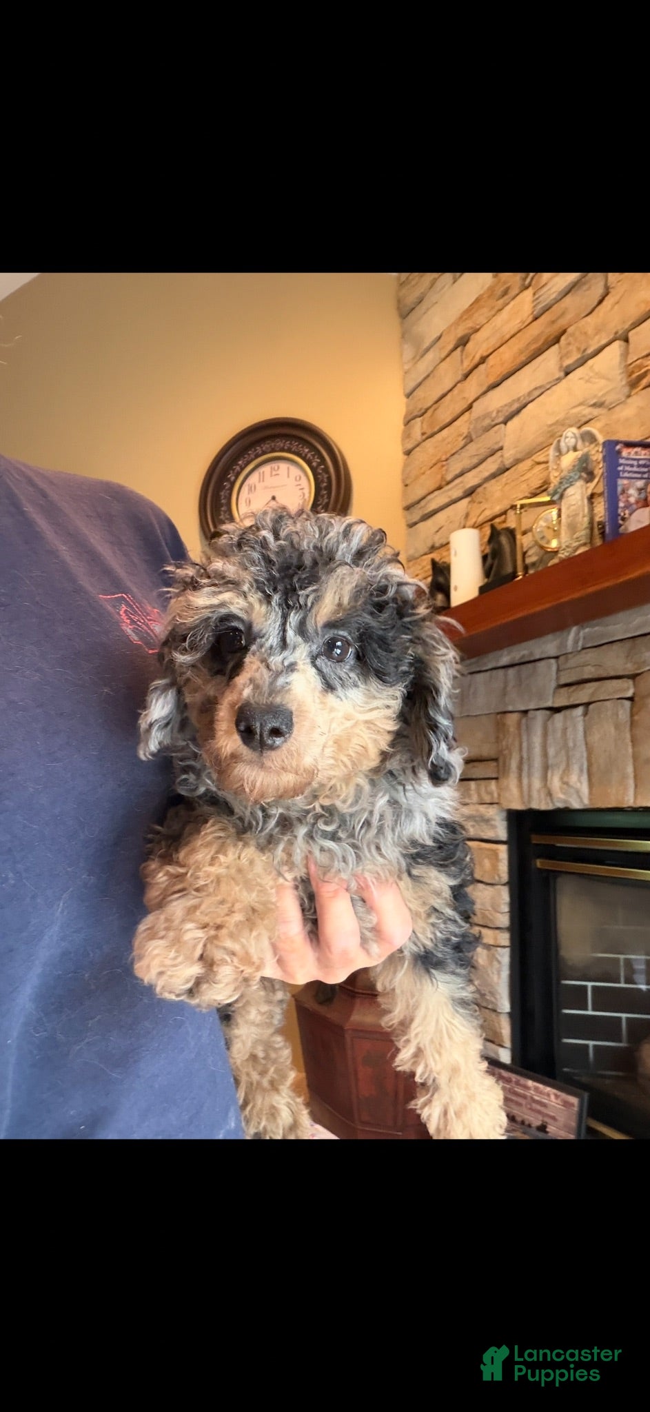 Miniature Poodle dogs Leeza - Ad 2