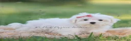 Maltese dogs for sale: Pinkie - Ad 4
