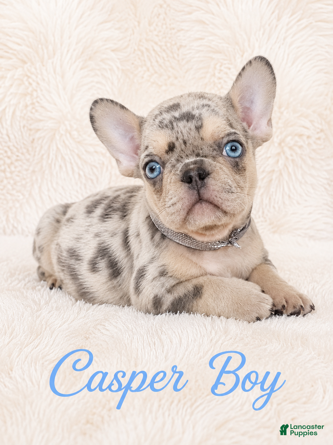 French Bulldog dogs Casper Boy - Ad 1