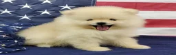 Pomeranian dogs for sale: Wrangler - Ad 8