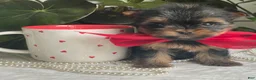Biewer Terrier dogs for sale: Itty Bitty - Ad 10