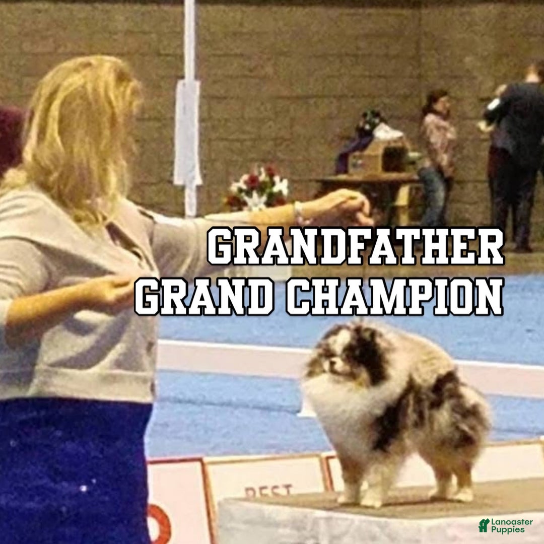 Pomeranian dogs for stud: STUD SERVICES - Ad 2