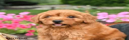 Miniature Labradoodle dogs for sale: Mocha - Ad 3