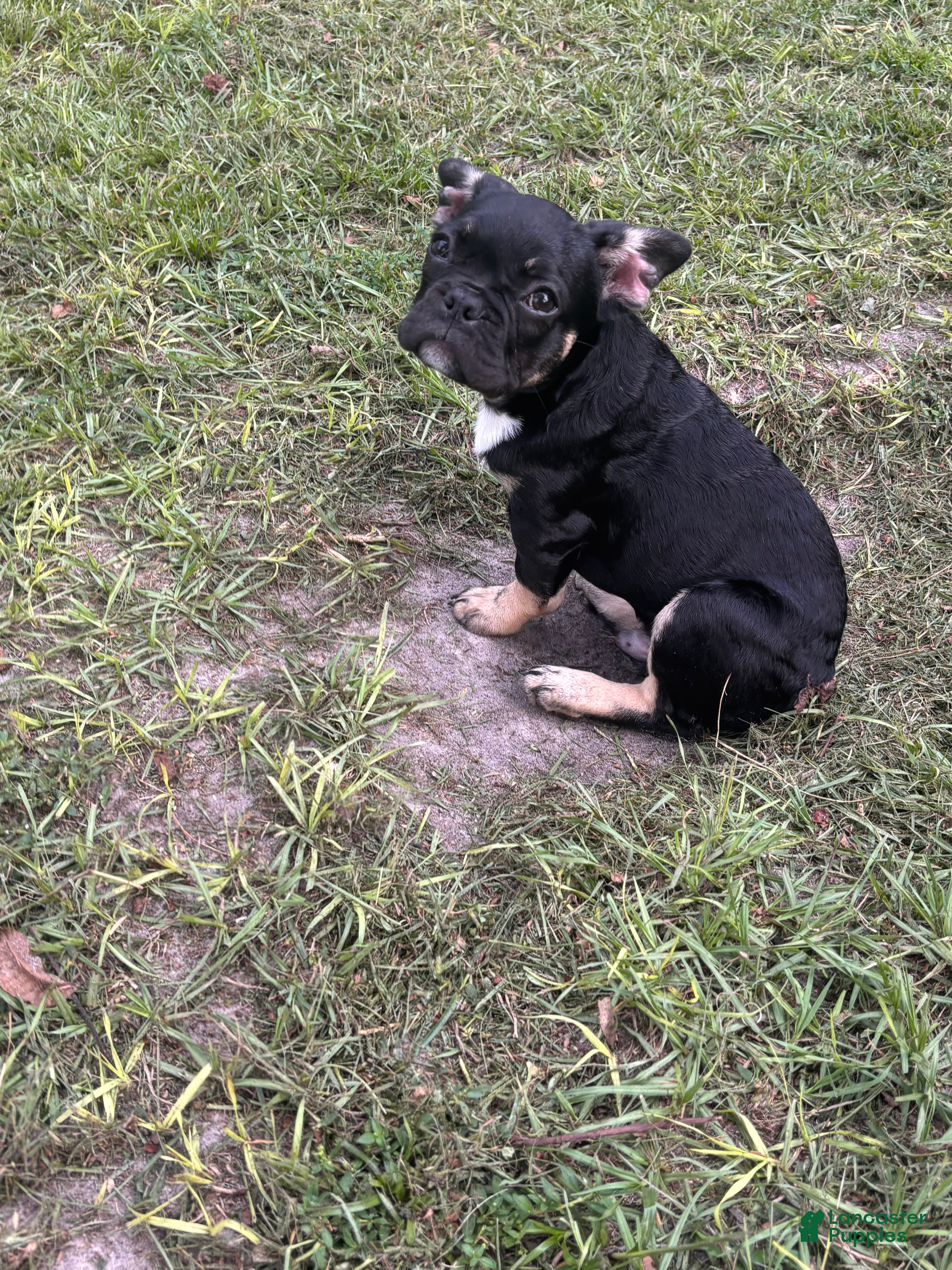 French Bulldog dogs Rocky JR  - Ad 2