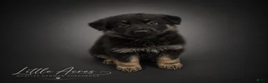 German Shepherd Puppy 9