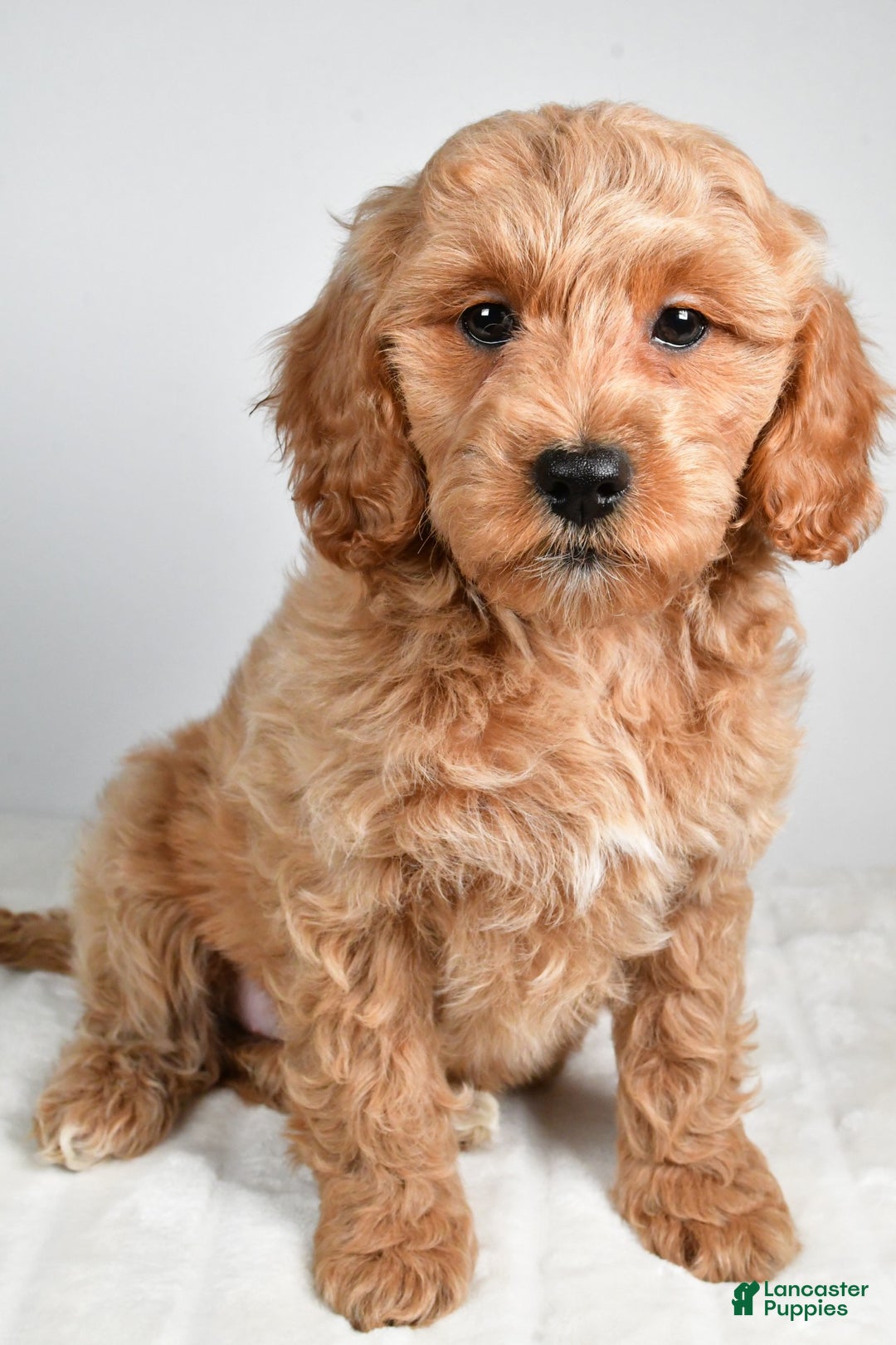 Cockapoo dogs for sale: sindy - Ad 2