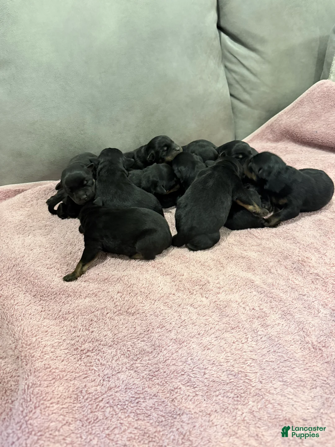 Rottweiler dogs for sale: Rottweiler Puppy 2 - Ad 2