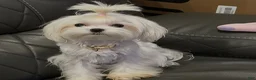 Maltese dogs for sale: Korean Ashton - Ad 3