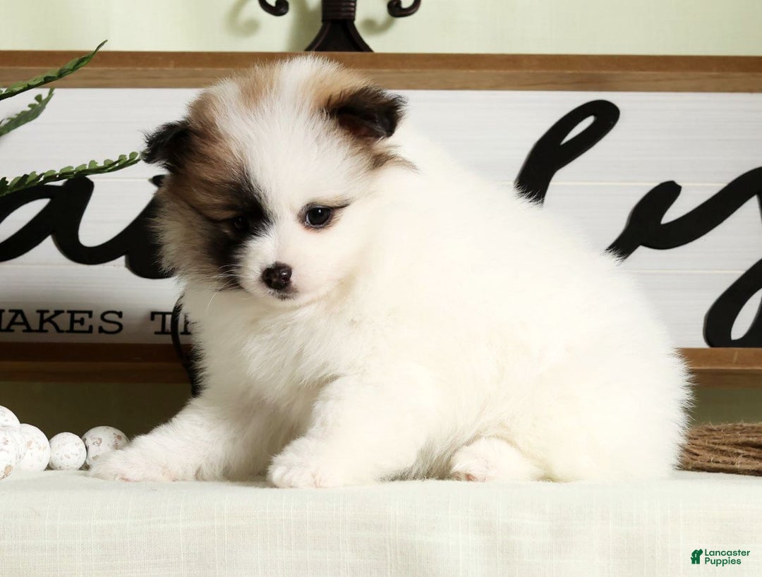 Pomeranian dogs for sale: Stacy - Ad 5