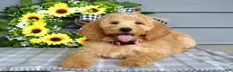 Goldendoodle dogs for sale: Jenna  - Ad 5