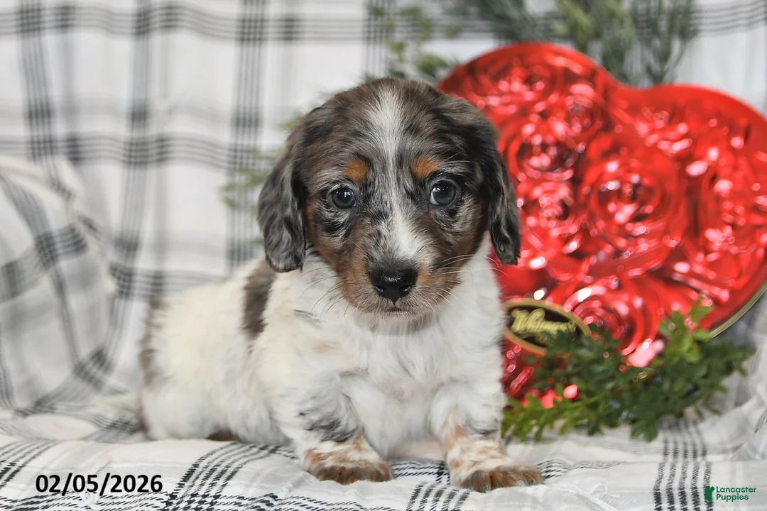 Miniature Dachshund dogs for sale: Oreo - Ad 3