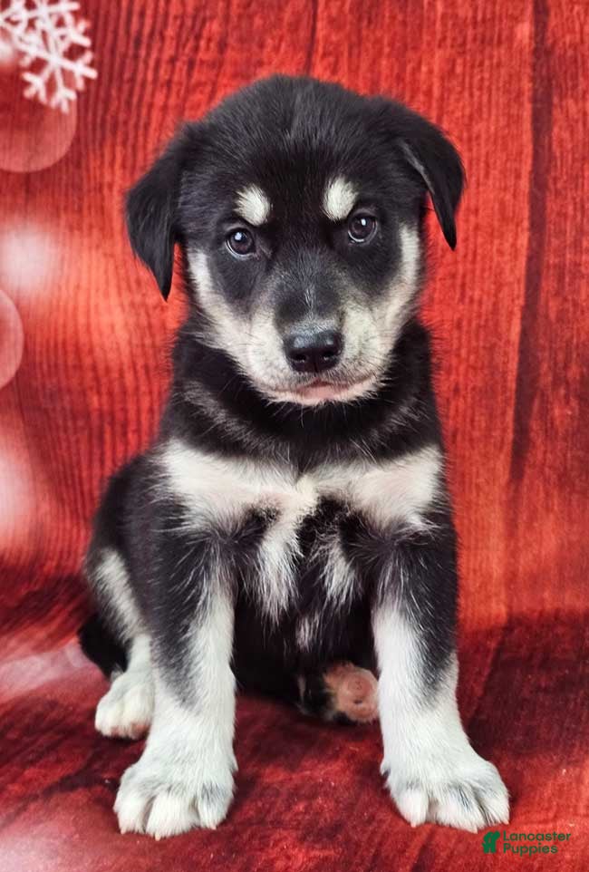 Goberian dogs Davinci - Ad 11