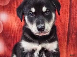 Goberian dogs Davinci - Ad 11