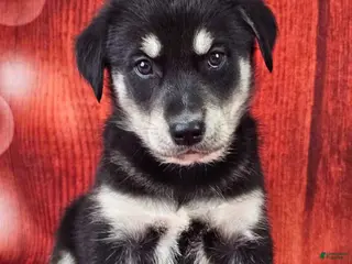 Goberian dogs Davinci - Ad 7