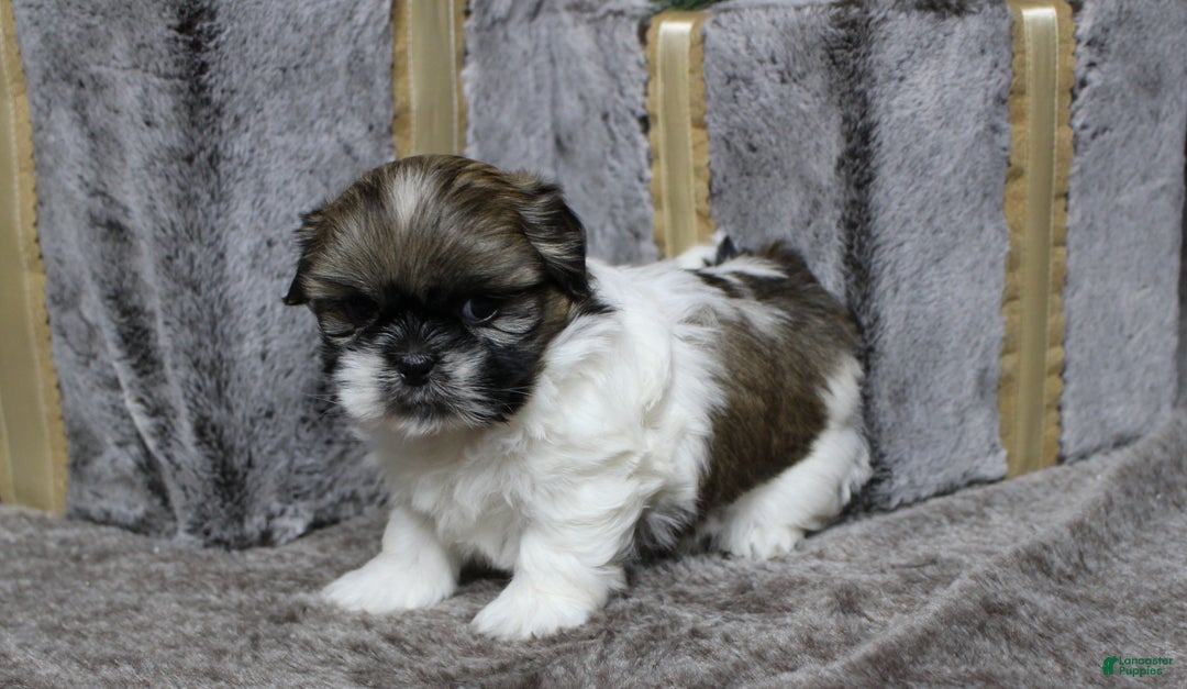 Shih Tzu dogs for sale: Sadie - Ad 2