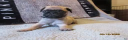 Pug dogs for sale: Pug Puppy 3 - Ad 46
